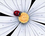 Michael Godard  Michael Godard  Ladybug, White Daisy Flower (AP)